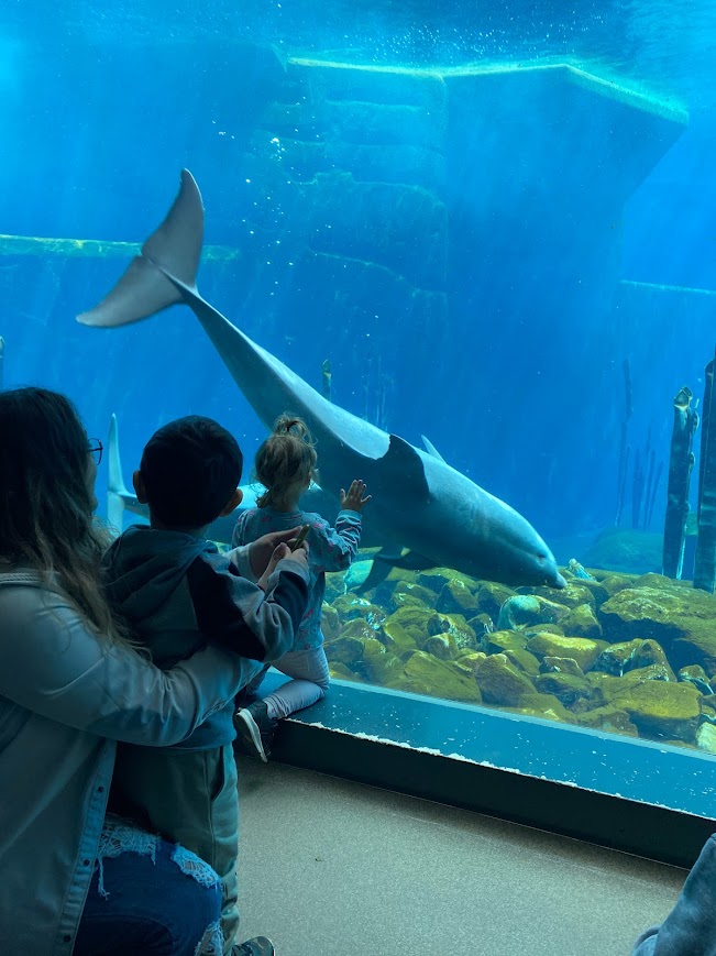 Delfinshow im Tiergarten