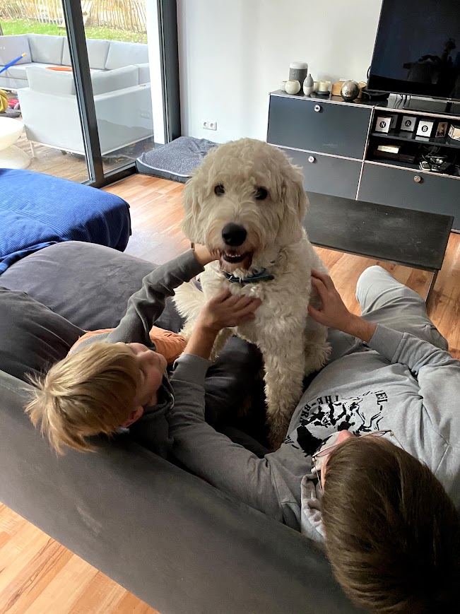 Familienhund Kiks